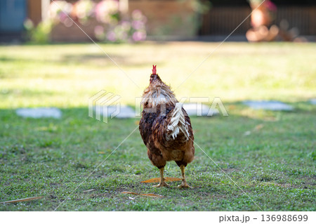 backside A brown Rhode Island Red half Australian chicken stands in a field of grass in the shadow of a tree. It takes an action long neck ready to crowing. backside A brown Rhode Island Red half Australian chicken stands in a field of grass in the shadow of a tree. It takes an action long neck ready to crowing. 136988699
