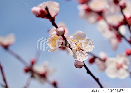 爽やかな青空に映える薄桃色の梅の花 136988744