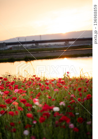 夕日に照らされる満開になったポピー畑 136988859