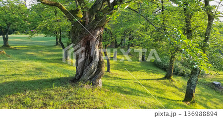 新緑の公園と桜の古木 新緑の公園と桜の古木 136988894