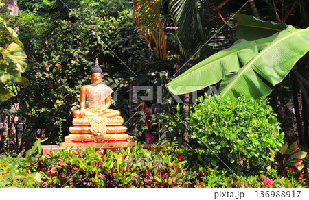 Peaceful landscape with sunlight filtering through leaves and Buddha statue under a lush green plants in garden. Picturesque scene with Serene gilded Buddha statue, sits in a meditation pose, Thailand Peaceful landscape with sunlight filtering through leaves and Buddha statue under a lush green plants in garden. Picturesque scene with Serene gilded Buddha statue, sits in a meditation pose, Thailand 136988917