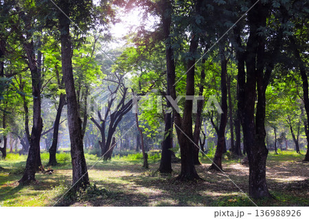 Tropical rainforest with big old trees, Sukhothai historical park, Thailand. Picturesque landscape with tree, Sukhothai old city, Northern Thailand. Topic of vacation, travel, trip, cruise, tour Tropical rainforest with big old trees, Sukhothai historical park, Thailand. Picturesque landscape with tree, Sukhothai old city, Northern Thailand. Topic of vacation, travel, trip, cruise, tour 136988926