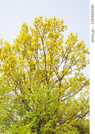 あいち健康の森公園の新緑 136988946