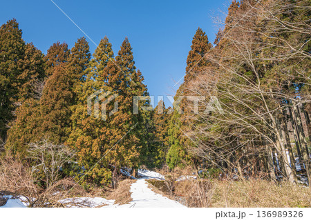 奥琵琶湖の山林風景　滋賀県長浜市永原 136989326