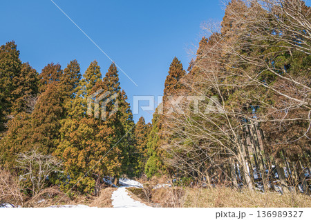 奥琵琶湖の山林風景　滋賀県長浜市永原 136989327