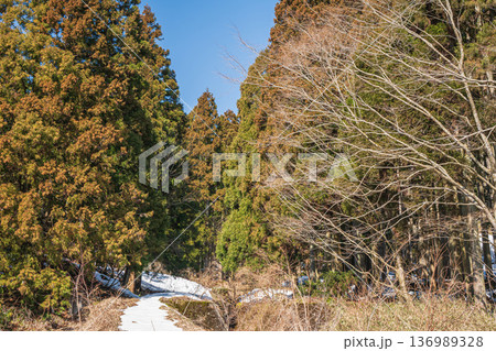 奥琵琶湖の山林風景　滋賀県長浜市永原 136989328