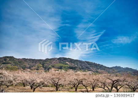 広大な梅林の風景 136989417