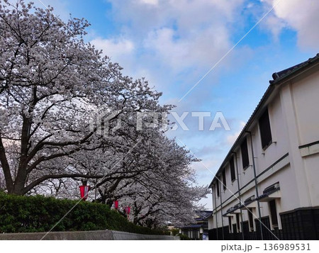 満開の桜が咲く境台場公園 136989531