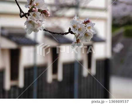 桜のある風景 136989537