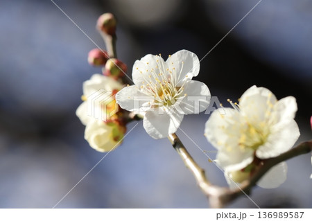 冬の公園に咲く白い梅の花 136989587