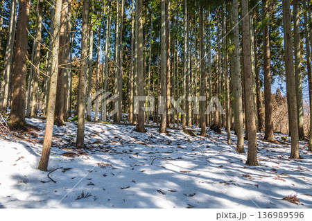 奥琵琶湖の残雪の針葉樹林　滋賀県長浜市永原 136989596