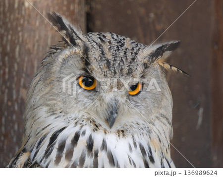 majestic portrait of Siberian owl its natural habitat in daylight. 136989624