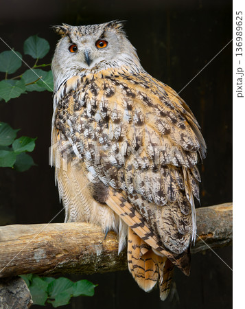 majestic portrait of Siberian owl its natural habitat in daylight. 136989625