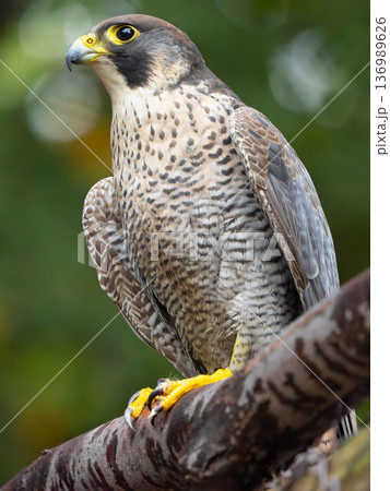 majestic portrait of a peregrine falconin its natural habitat in daylight. majestic portrait of a peregrine falconin its natural habitat in daylight. 136989626