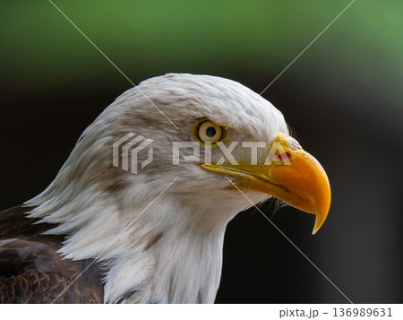Majestic bald eagle perched calmly, showcasing striking features and sharp gaze in a natural setting Majestic bald eagle perched calmly, showcasing striking features and sharp gaze in a natural setting 136989631