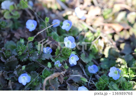 冬の道端に咲く水色のオオイヌノフグリの小さな花 冬の道端に咲く水色のオオイヌノフグリの小さな花 136989768