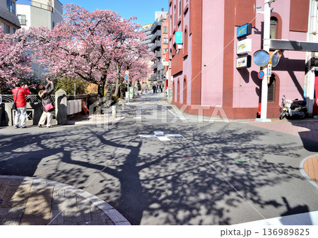 熱海の糸川沿いに咲く熱海桜と木の影 熱海の糸川沿いに咲く熱海桜と木の影 136989825