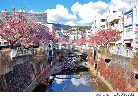 熱海の糸川沿いに咲く熱海桜 熱海の糸川沿いに咲く熱海桜 136989832