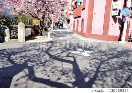 熱海の糸川沿いに咲く熱海桜と木の影 熱海の糸川沿いに咲く熱海桜と木の影 136989833