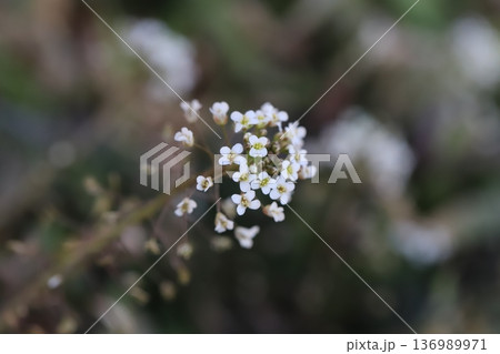 冬の野原に咲く白いナズナの小さな花 冬の野原に咲く白いナズナの小さな花 136989971