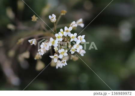 冬の野原に咲く白いナズナの小さな花 冬の野原に咲く白いナズナの小さな花 136989972