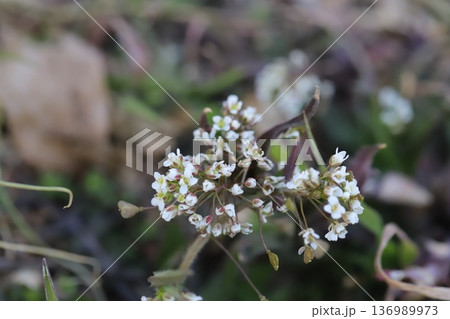 冬の野原に咲く白いナズナの小さな花 136989973