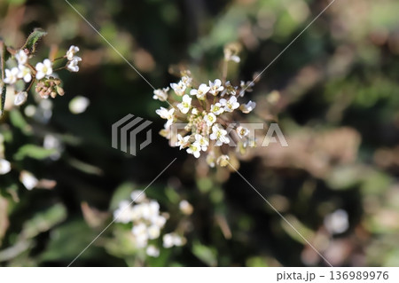 冬の野原に咲く白いナズナの小さな花 冬の野原に咲く白いナズナの小さな花 136989976
