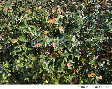 公園や道路の植え込みにある緑の葉と一部が紅葉して茶色くなった葉が混在する自然なテクスチャ 136990042