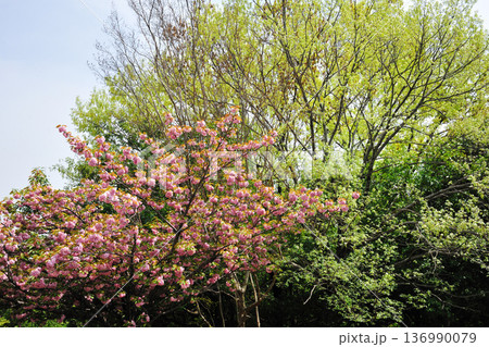あいち健康の森公園の八重桜 あいち健康の森公園の八重桜 136990079