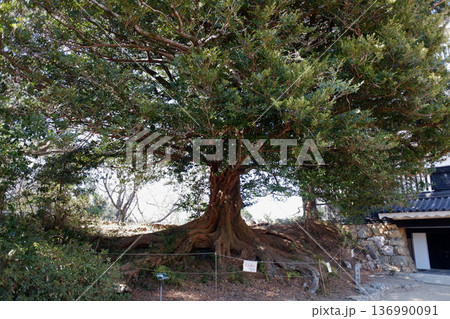 愛知県豊橋市　豊橋公園のイスノキ 136990091