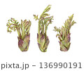 タラの芽（3つ）の水彩イラスト 136990191
