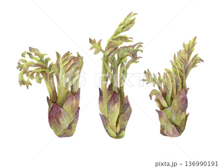 タラの芽（3つ）の水彩イラスト 136990191