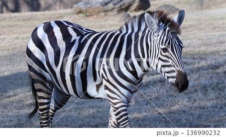 シマウマのいる風景 136990232