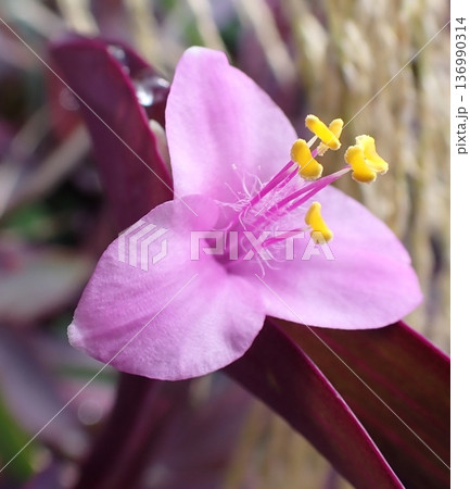 ムラサキゴテンの花 136990314