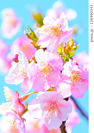 ピンクの花びらが綺麗な河津桜 ピンクの花びらが綺麗な河津桜 136990343