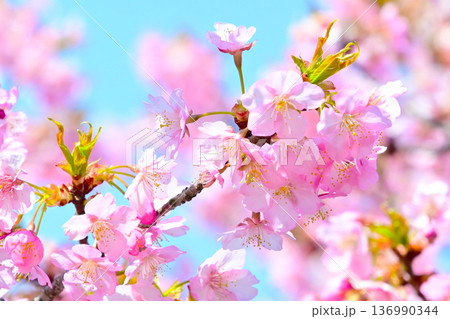 ピンクの花びらが綺麗な河津桜 136990344