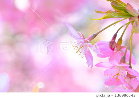 ピンクの花びらが綺麗な河津桜 136990345