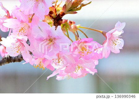 ピンクの花びらが綺麗な河津桜 136990346