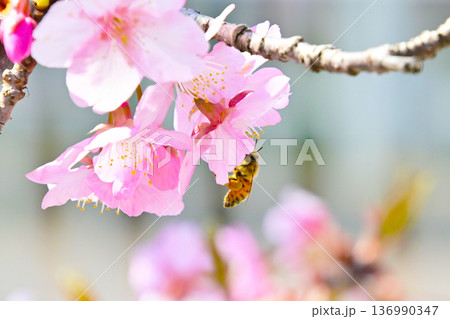 綺麗な河津桜と蜜を吸うミツバチ 綺麗な河津桜と蜜を吸うミツバチ 136990347