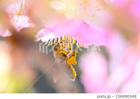 綺麗な河津桜と蜜を吸うミツバチ 136990348