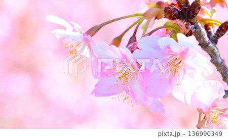 ピンクの花びらが綺麗な河津桜 136990349