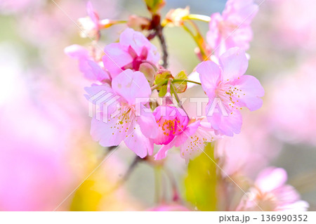 ピンクの花びらが綺麗な河津桜 ピンクの花びらが綺麗な河津桜 136990352