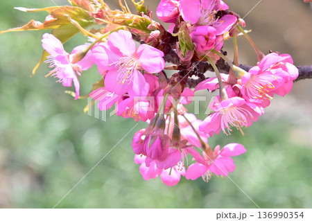 ピンクの花びらが綺麗な河津桜 136990354