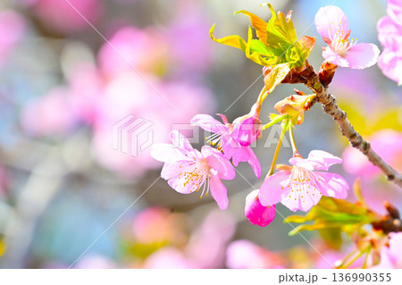 ピンクの花びらが綺麗な河津桜 ピンクの花びらが綺麗な河津桜 136990355