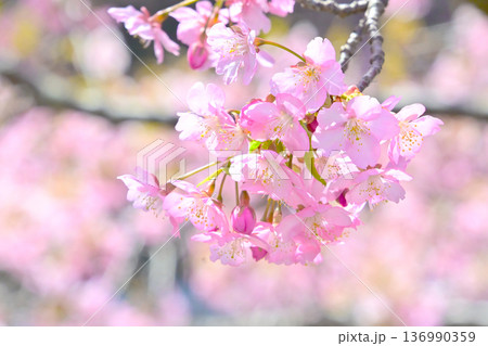 ピンクの花びらが綺麗な河津桜 136990359