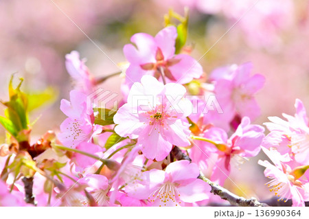 ピンクの花びらが綺麗な河津桜 136990364