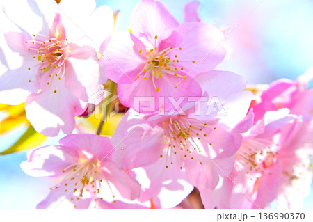 ピンクの花びらが綺麗な河津桜 136990370