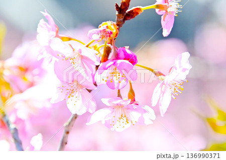 ピンクの花びらが綺麗な河津桜 136990371