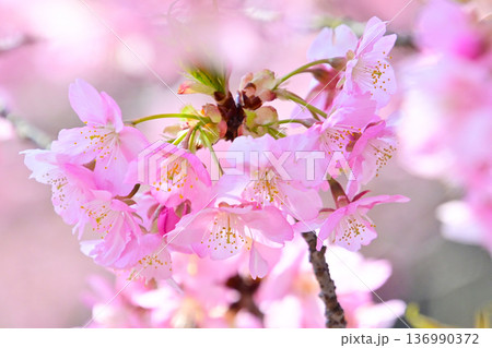 ピンクの花びらが綺麗な河津桜 136990372
