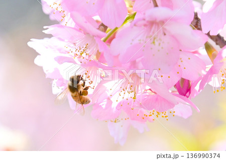 綺麗な河津桜と蜜を吸うミツバチ 綺麗な河津桜と蜜を吸うミツバチ 136990374